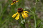 Shortleaf sneezeweed